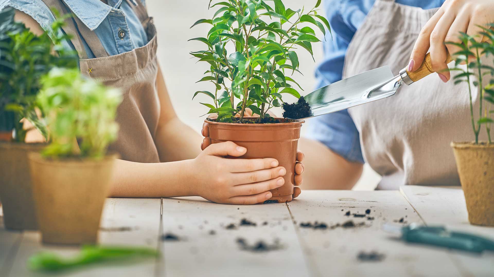 O envelhecimento e a cognição